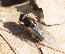 Image of Cheilosia prima (Hunter 1896)