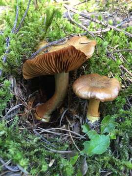 Image of Cortinarius parkeri Ammirati, M. T. Seidl & O. Ceska 2012