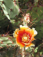 Image of pricklypear