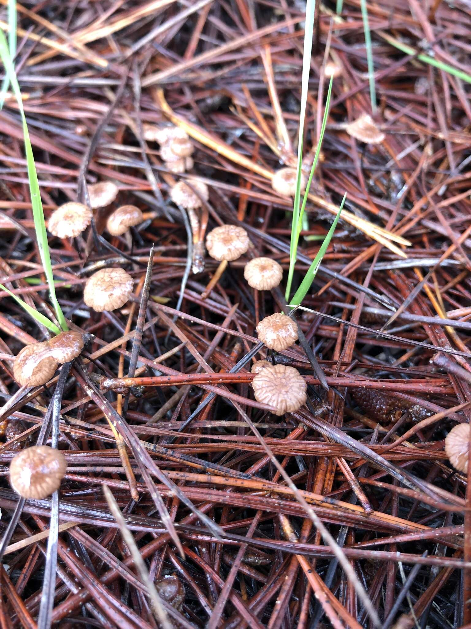 Image of Gymnopus androsaceus (L.) Della Maggiora & Trassin. 2014