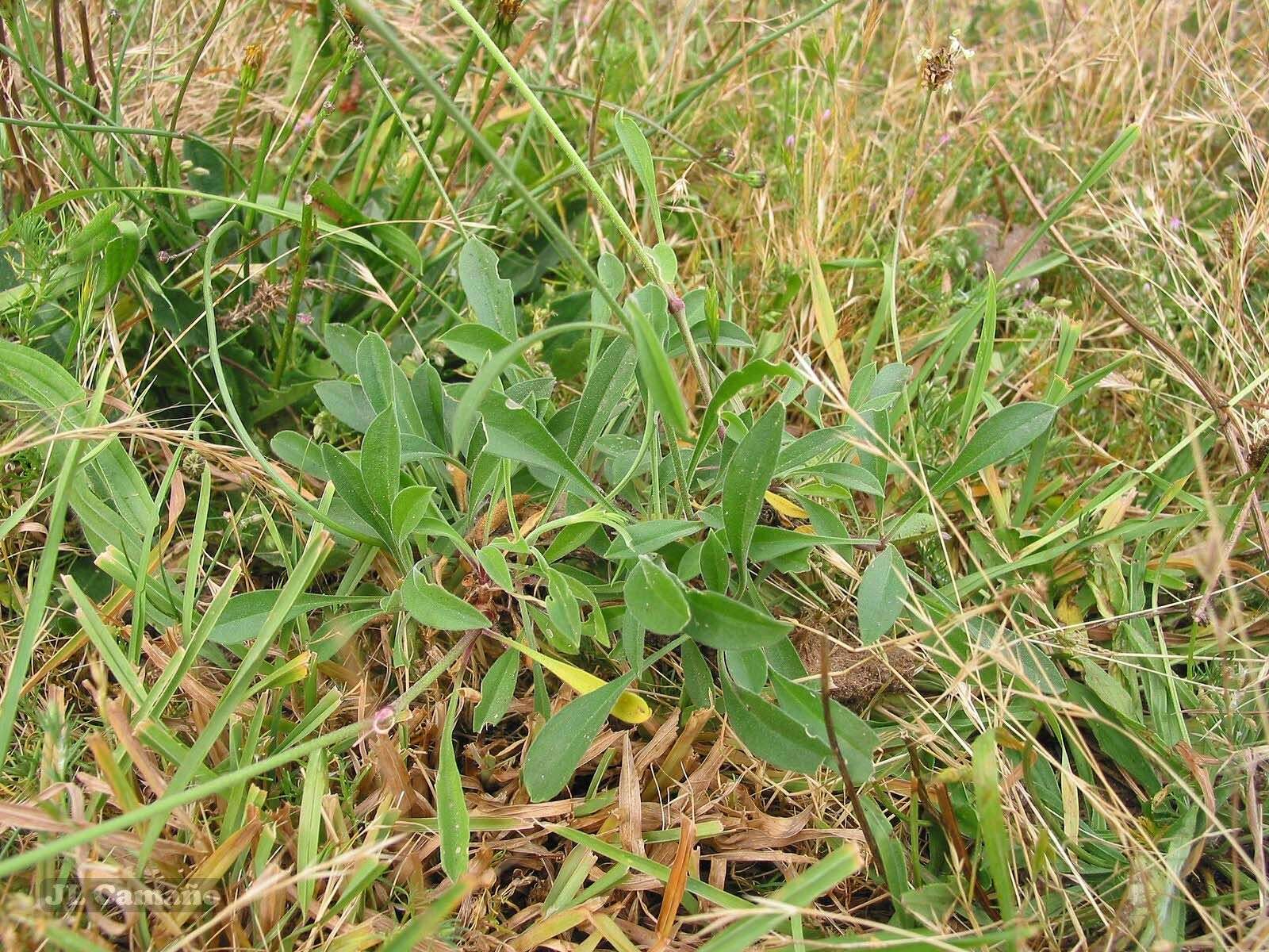 Image de Silene nutans subsp. nutans