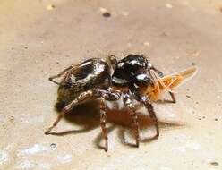 Image of Twinflagged Jumping Spider