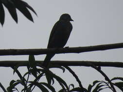 Слика од Cotinga nattererii (Boissonneau 1840)