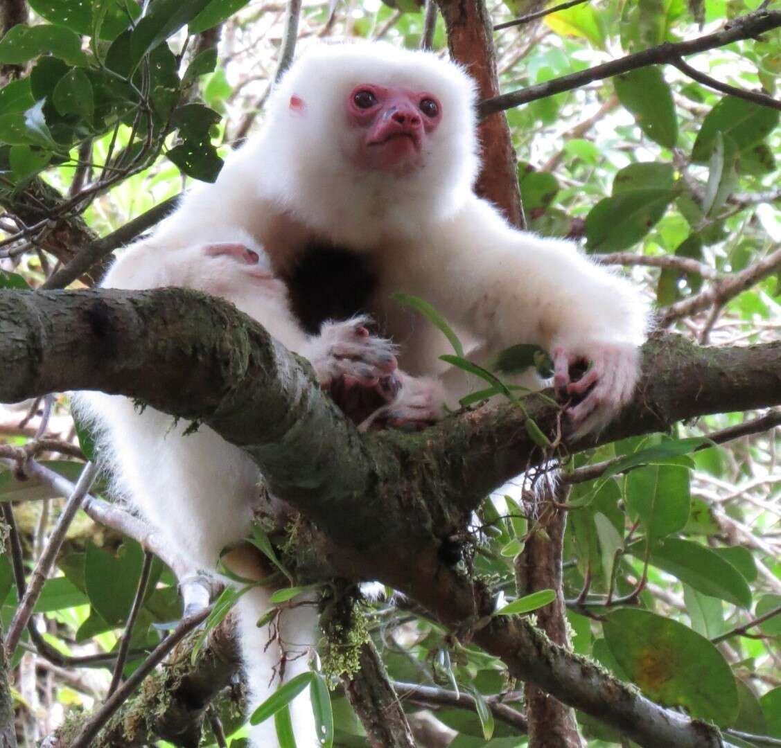 Image of Silky Sifaka