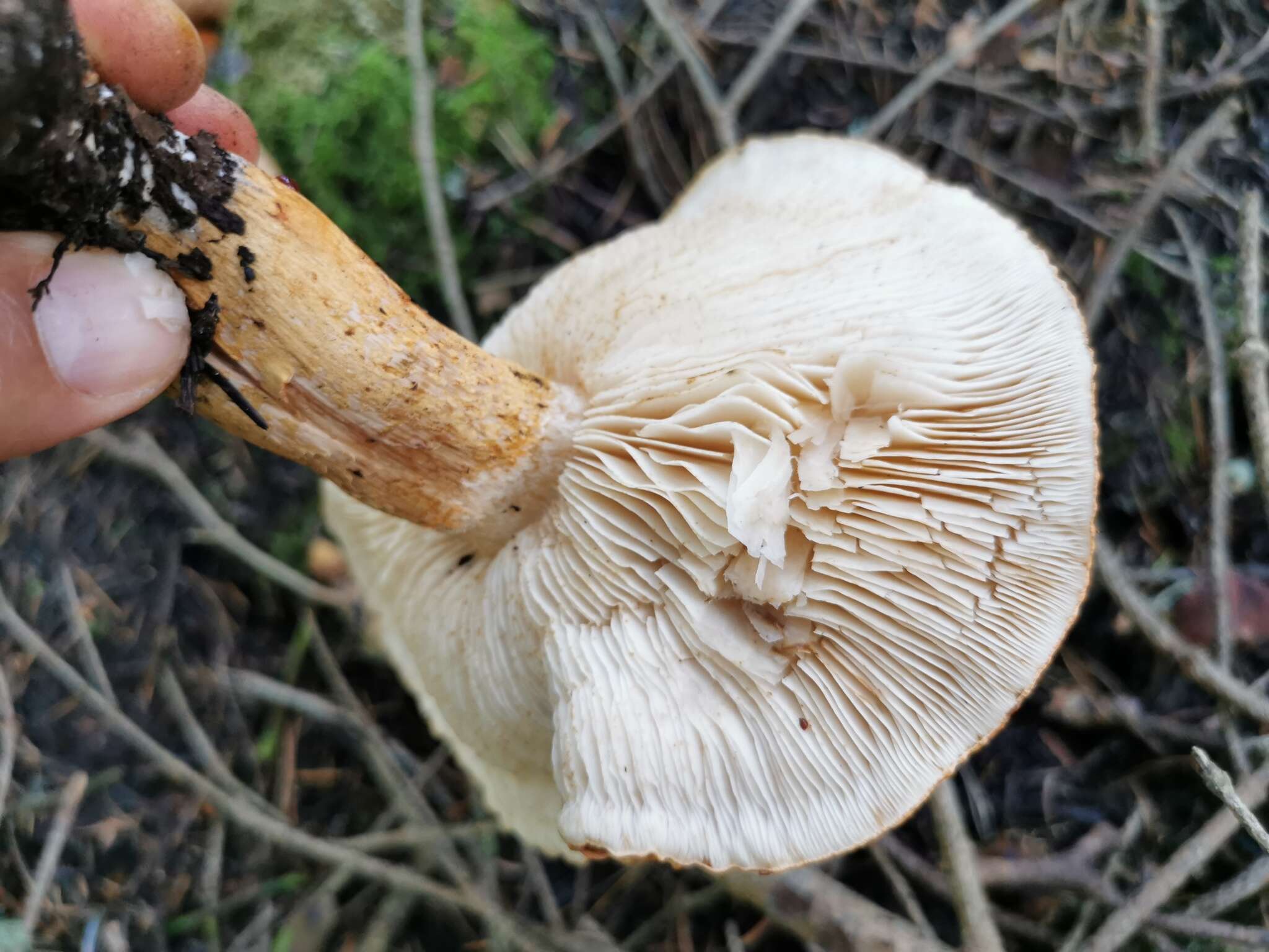 Image of Tricholoma batschii Gulden 1969