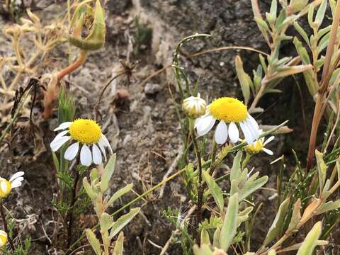 صورة Oncosiphon africanum (Berg.) M. Källersjö