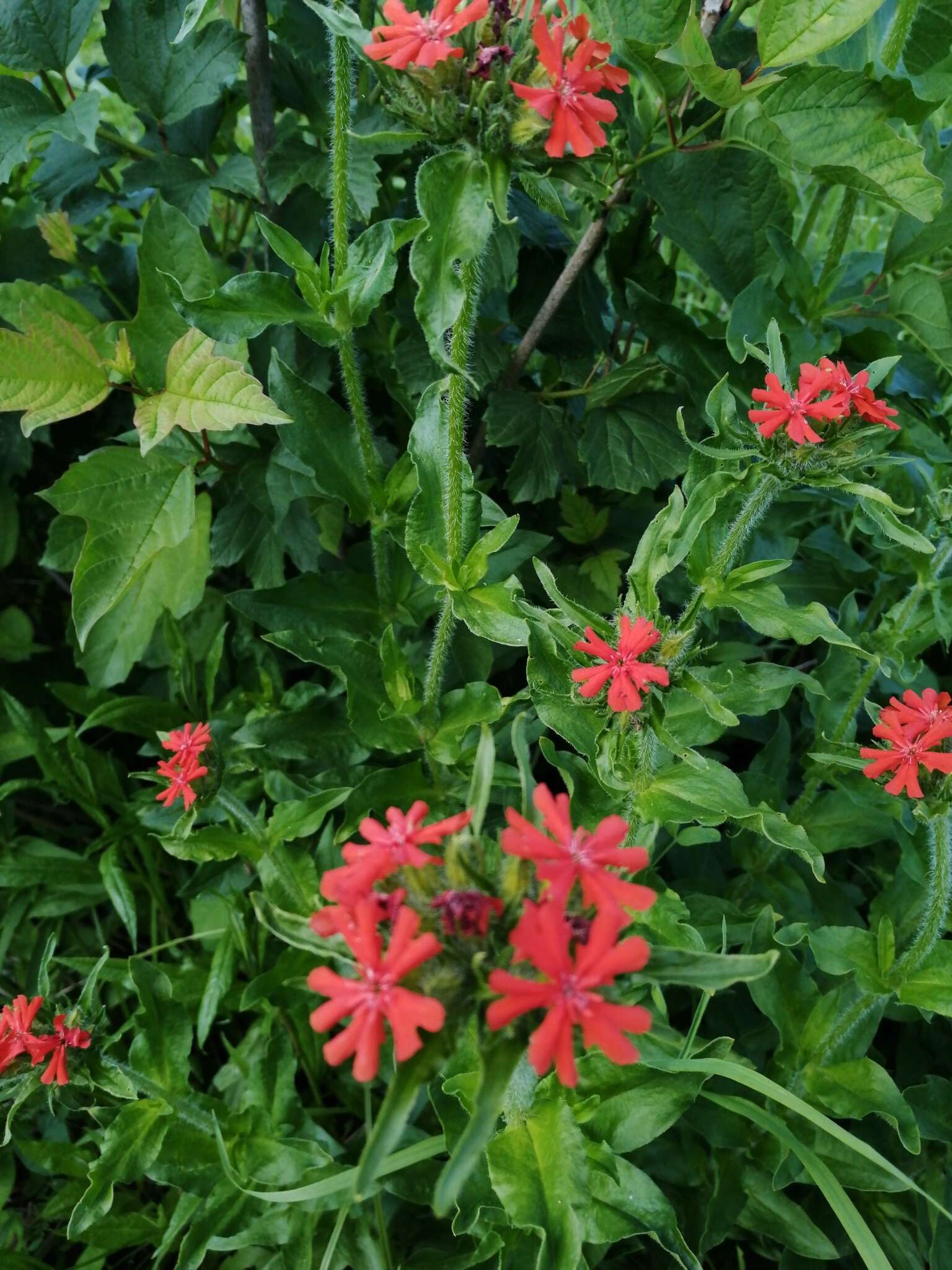 صورة Silene chalcedonica (L.) E. H. L. Krause