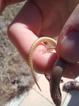 Image of Chalcides ocellatus ocellatus (Forskal 1775)