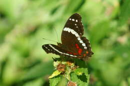 Image of Banded Peacock