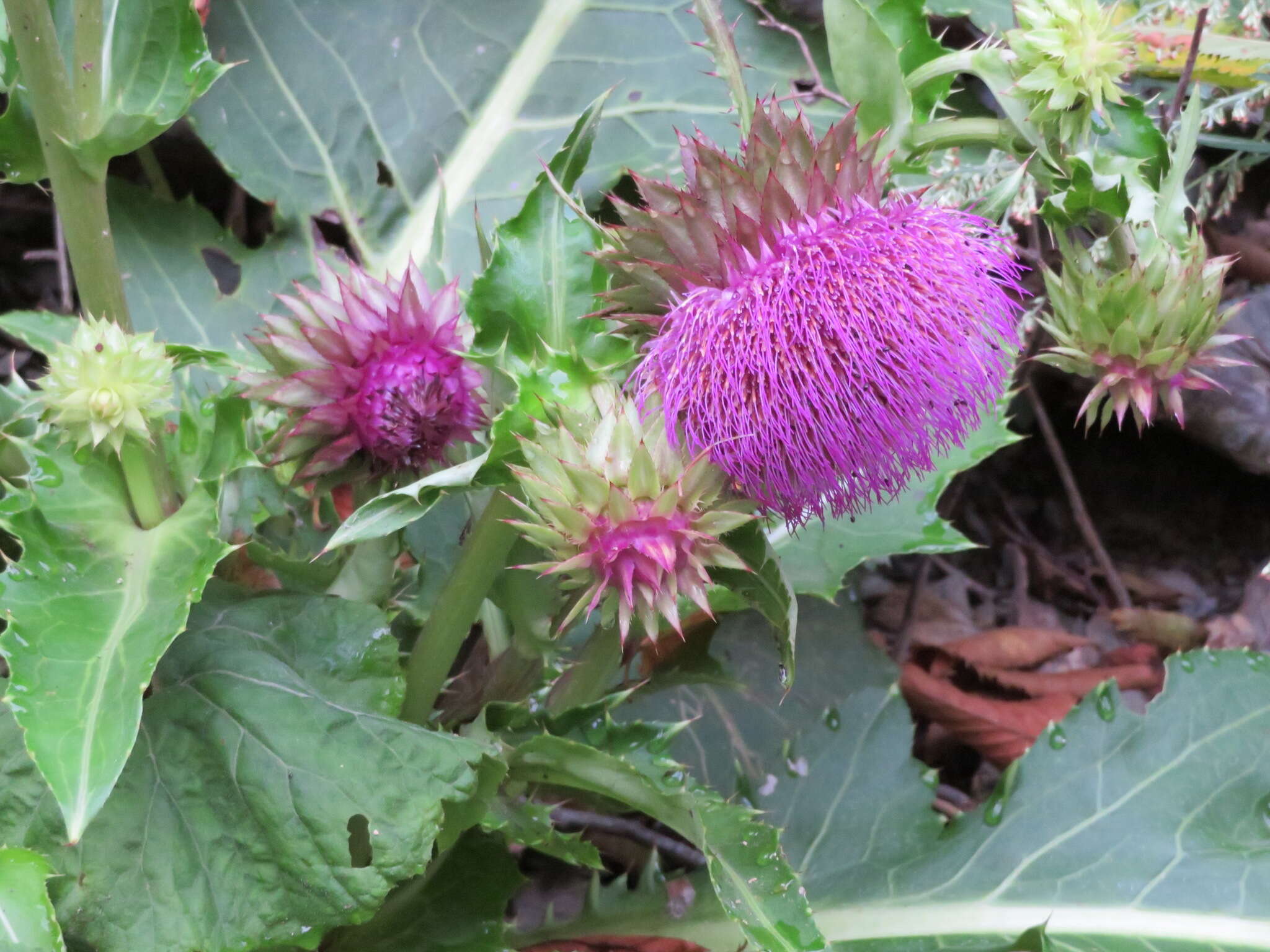 Imagem de Cirsium purpuratum (Maxim.) Matsum.