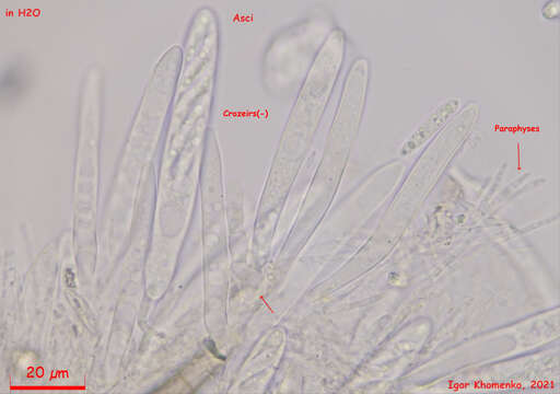 Imagem de Amicodisca virella (P. Karst.) Huhtinen 1994