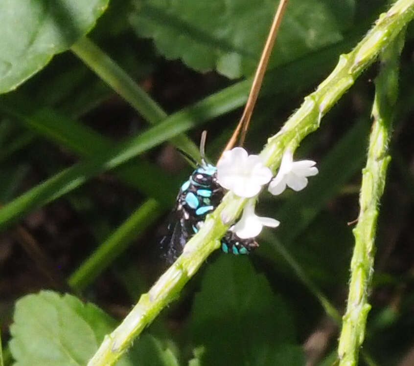 Image of Thyreus nitidulus nitidulus (Fabricius 1804)