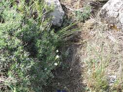 Image of Bupleurum fruticescens subsp. spinosum (Gouan) O. Bolos & Vigo