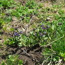 Image de Pulmonaria mollis subsp. alpigena W. Sauer