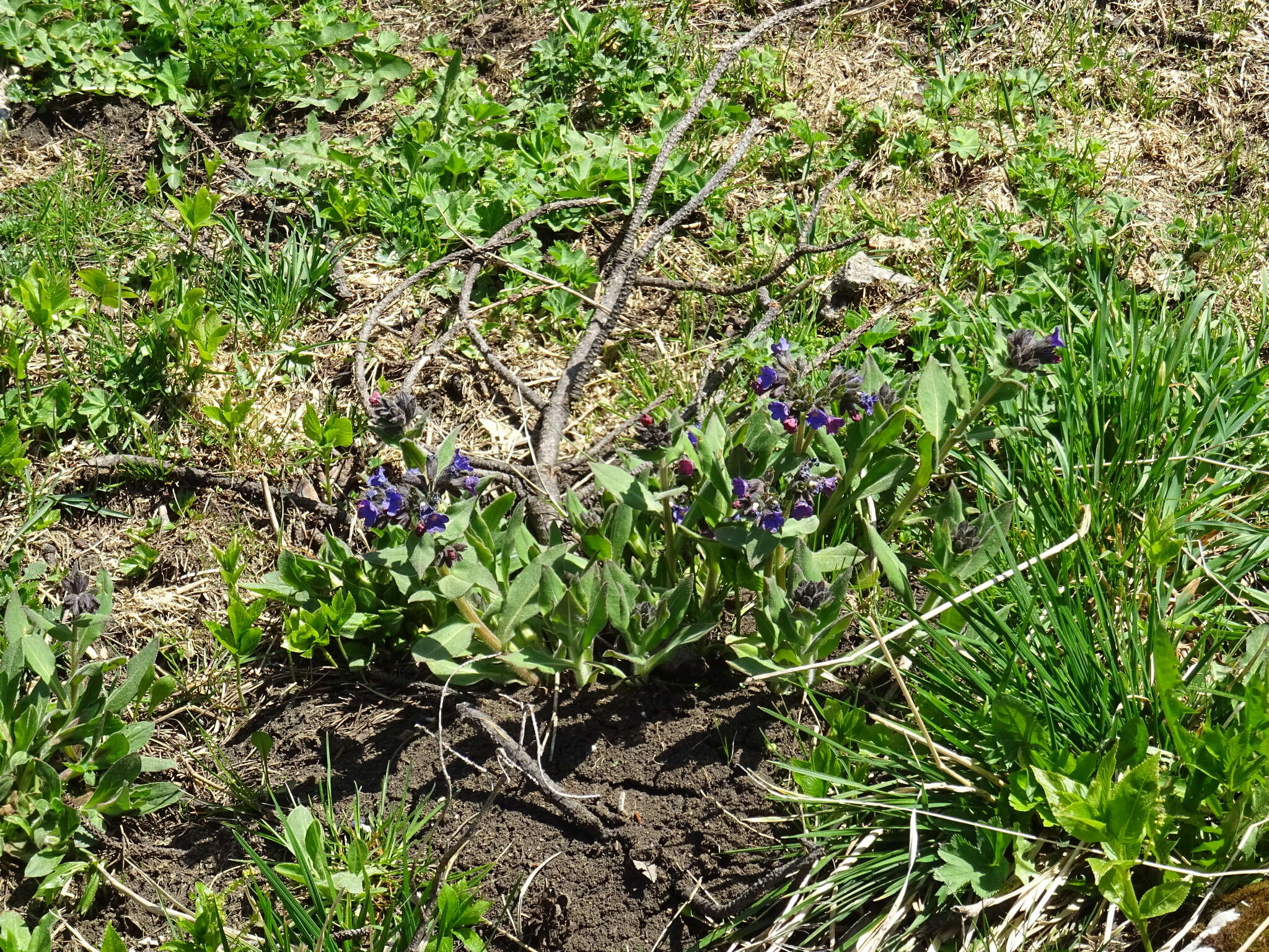 Image of Pulmonaria mollis subsp. alpigena W. Sauer