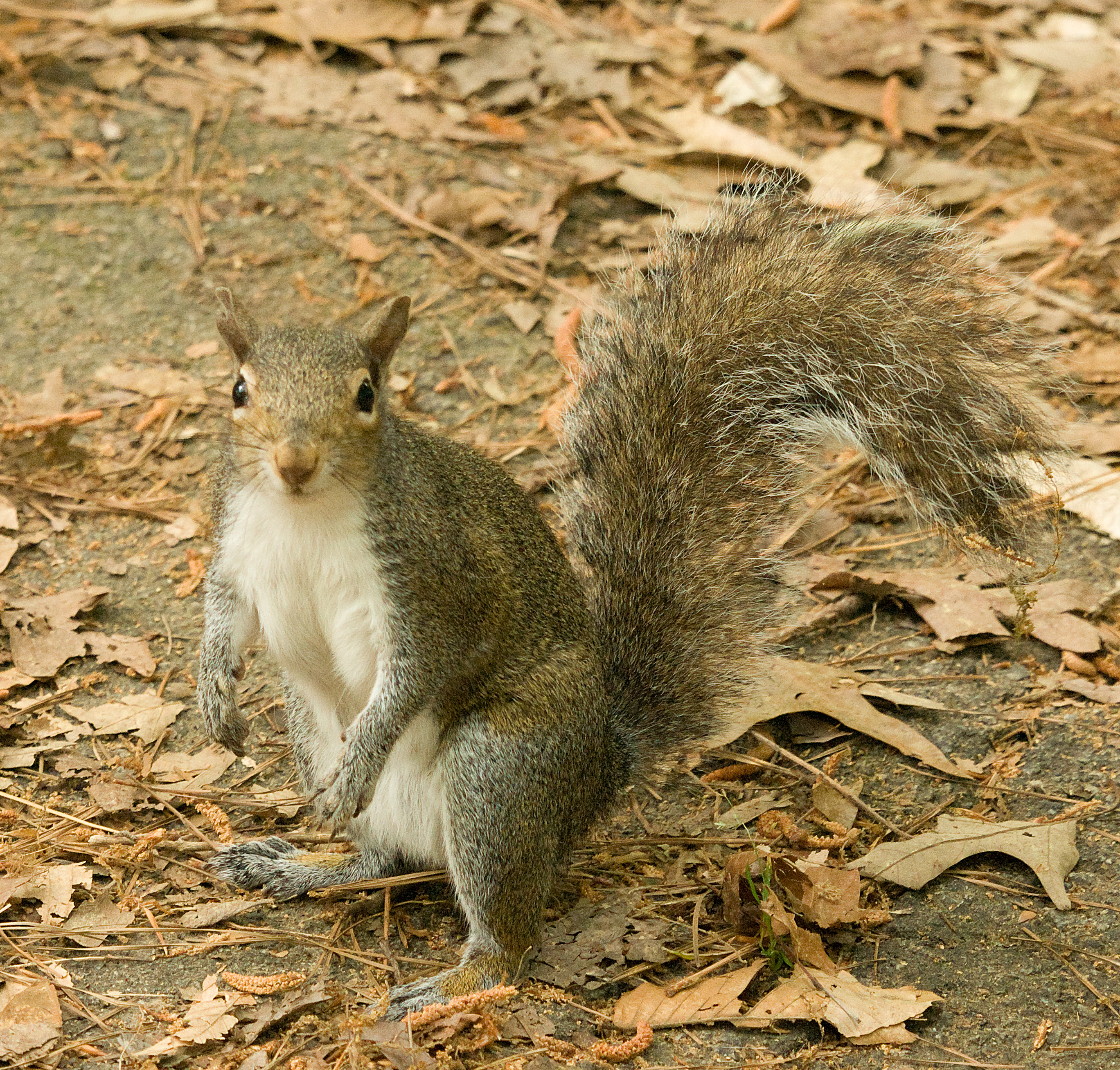 Grey Squirrel Age Chart