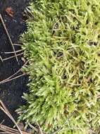 Image of rough-stalked feather-moss