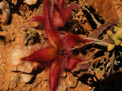 Image of Ceropegia pulvinata var. gariepensis (Pillans) Bruyns