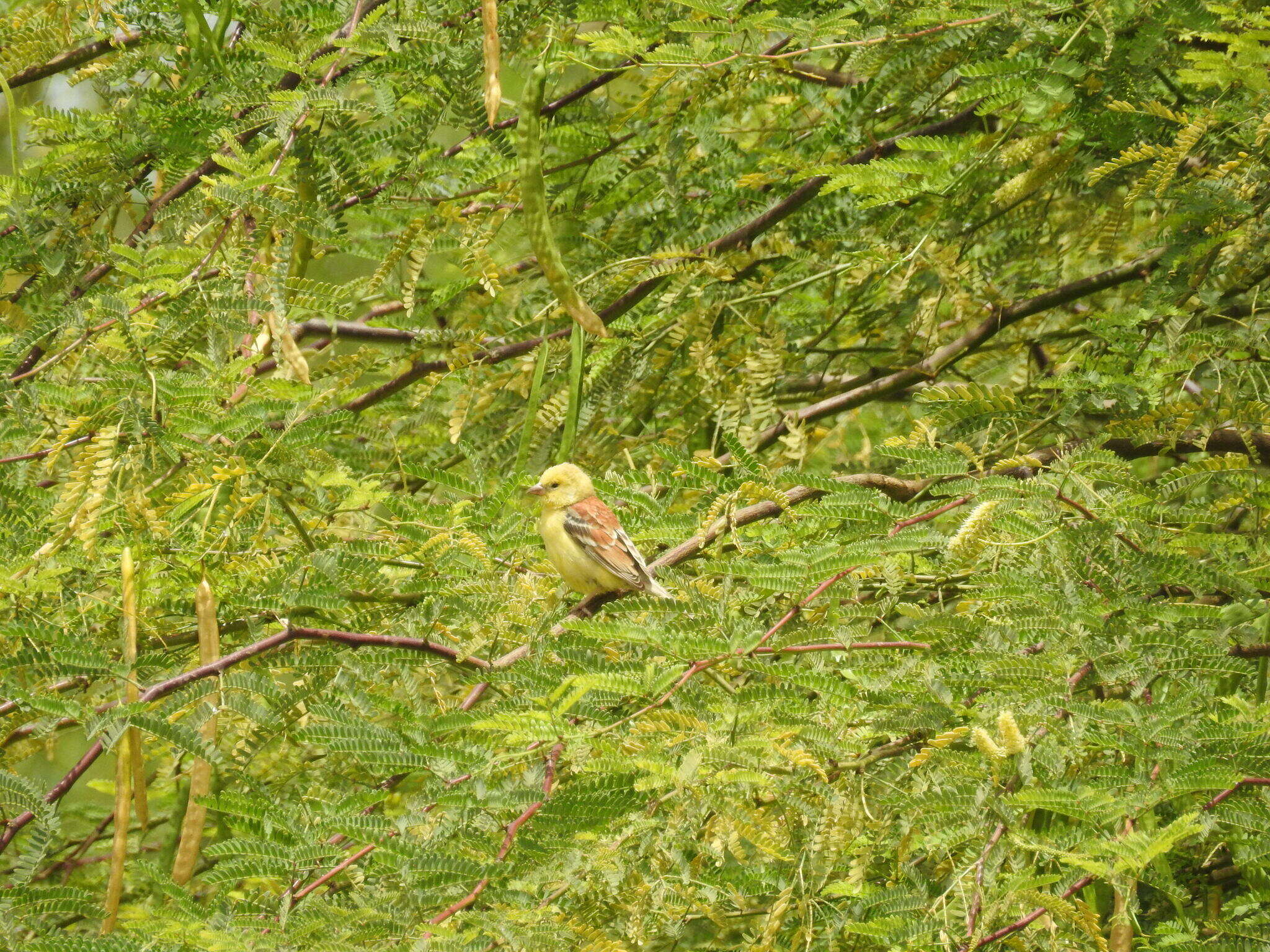 Image of Sudan Golden Sparrow