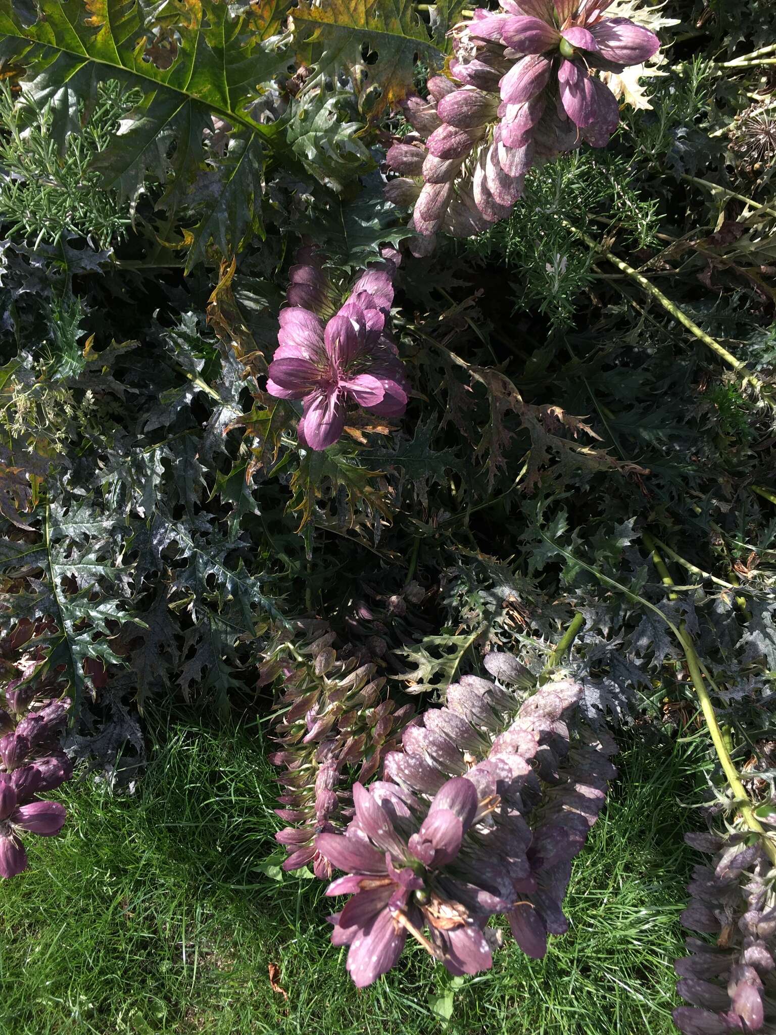 Image of spine acanthus