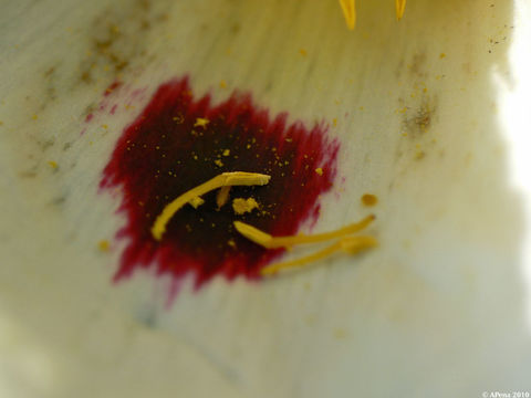 Image of common gum cistus