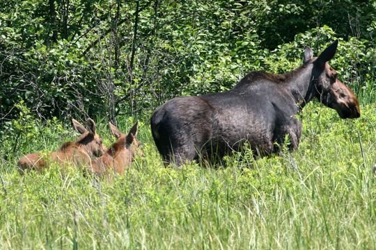 Image of <i>Alces alces americana</i>