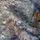 Image of Large-scaled goby