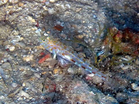 صورة Thorogobius macrolepis (Kolombatovic 1891)