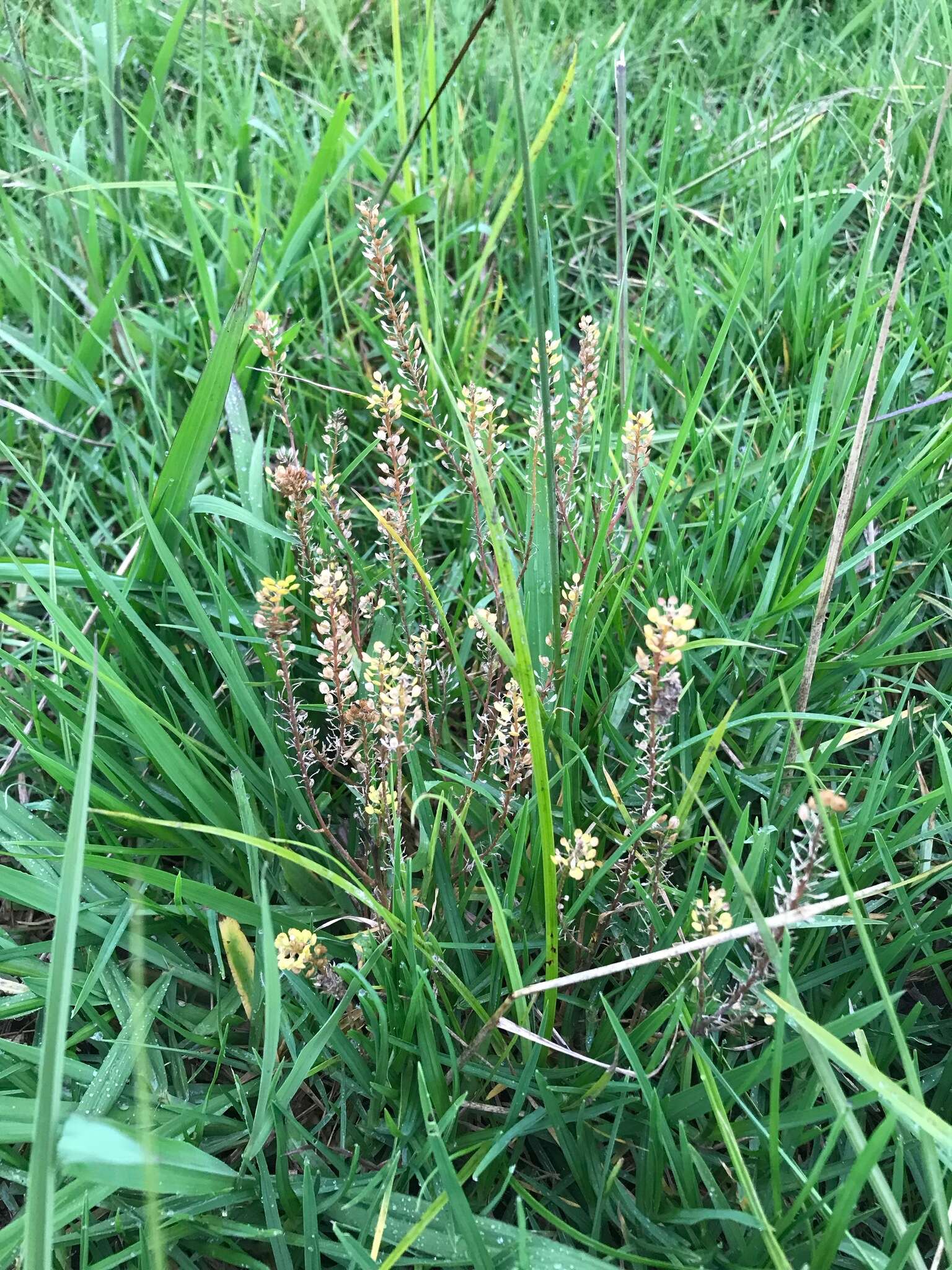 Image of Argentine pepperwort