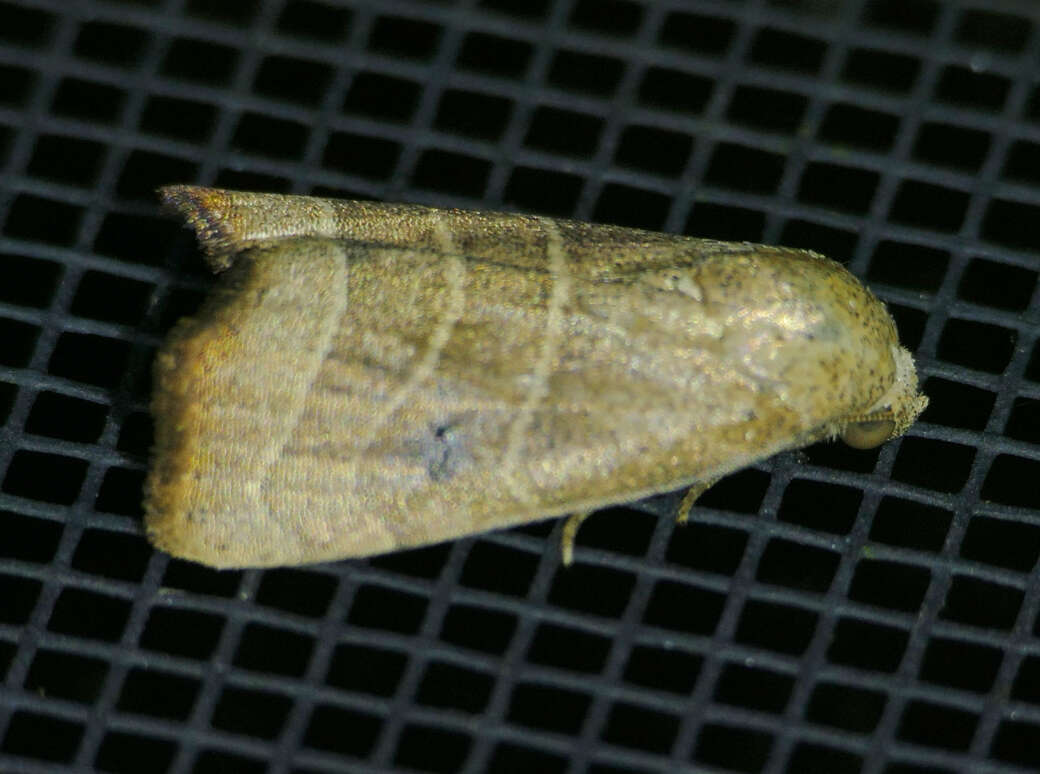 Image of Wavy Lined Mallow Moth