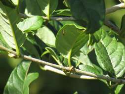 Image of Vangueria randii subsp. chartacea (Robyns) Verdc.