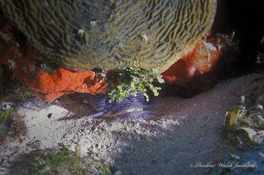 Image of Coral toadfish