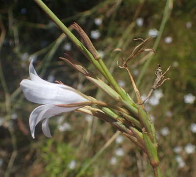 Prismatocarpus campanuloides var. campanuloides resmi