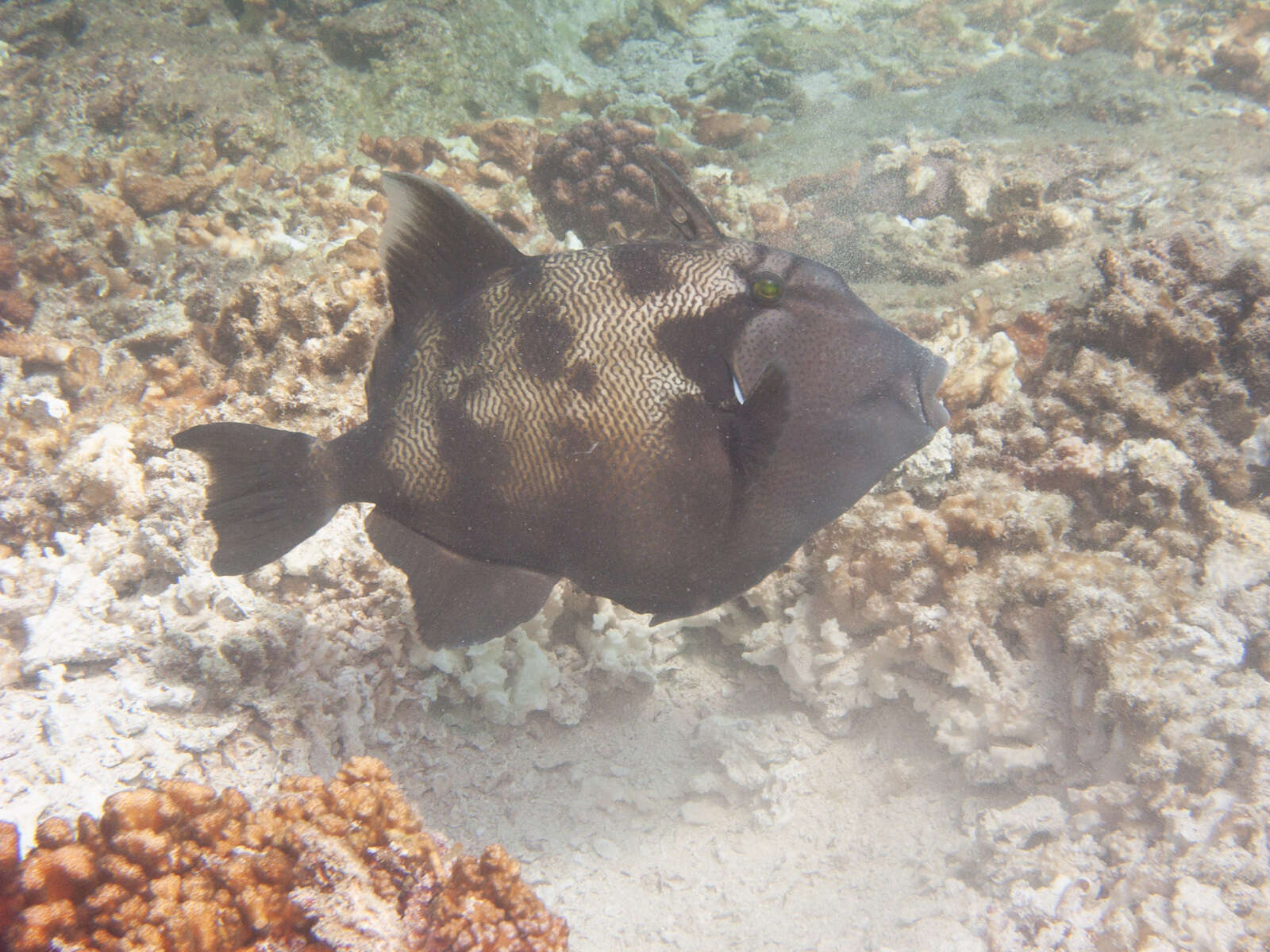 Image of Blunthead triggerfish