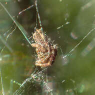 Image of Red Tent Spider