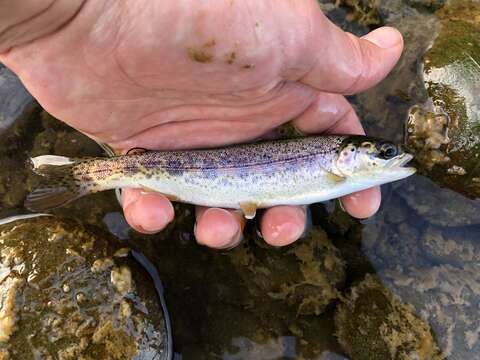 Image of <i>Oncorhynchus mykiss irideus</i>