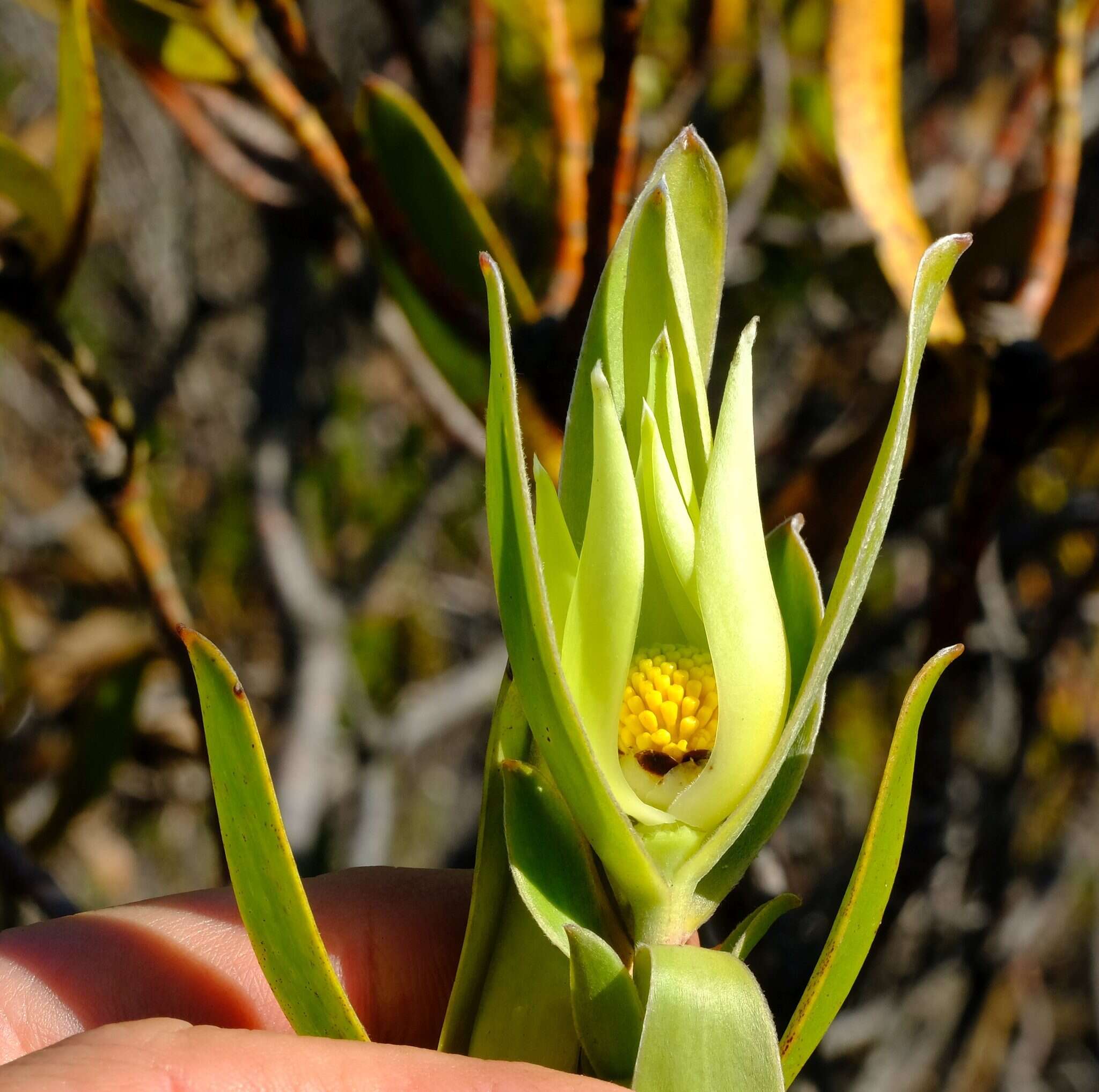 Image of Leucadendron cryptocephalum Guthrie