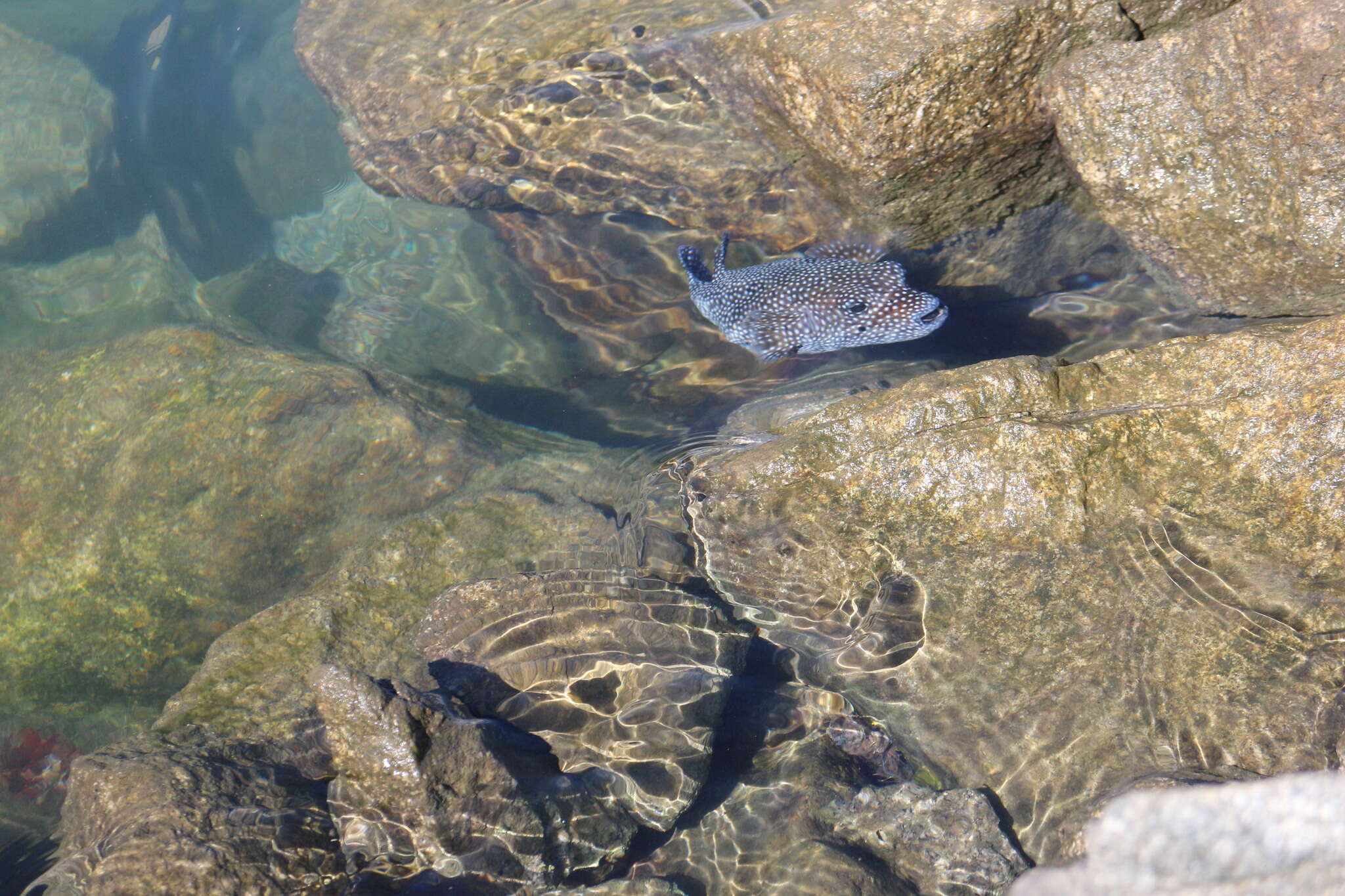 Image of Guinea fowl puffer