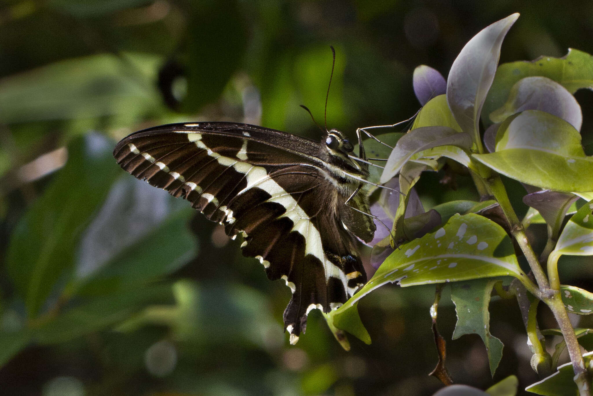 Image of Papilio delalandei Godart (1824)