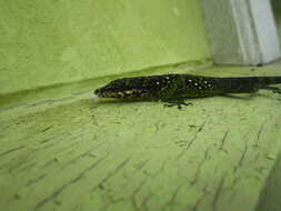 Image of Martinique's Anole