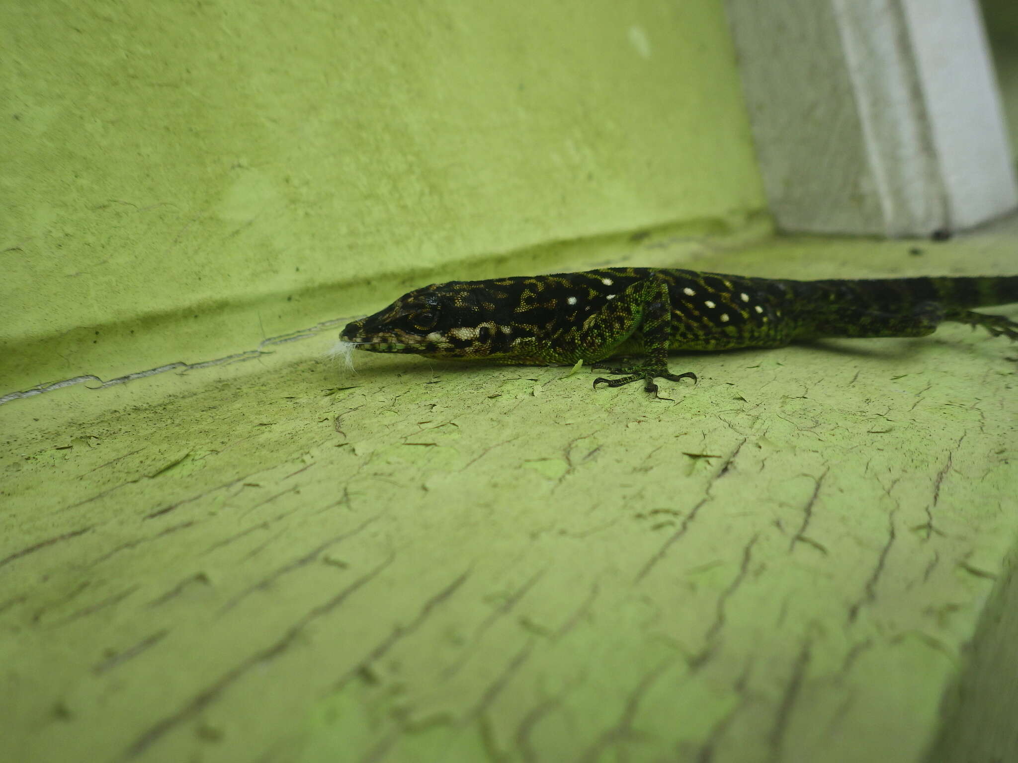 Image of Martinique's Anole