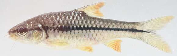 Image of Orange-fin barb