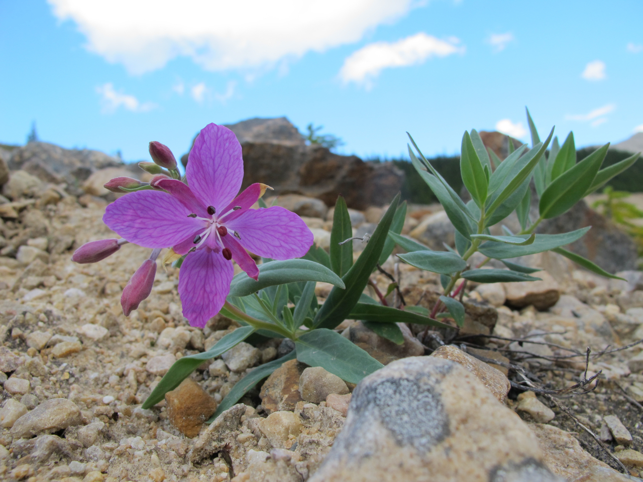 Epilobium latifolium (rights holder: Josh*m)