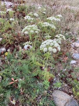 Image de Peucedanum puberulum Turcz.