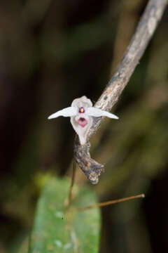 Image of Pleurothallis eumecocaulon Schltr.