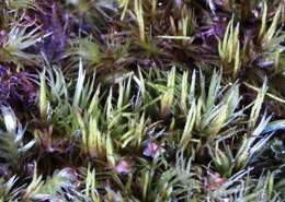 Image of Whip Broom Moss