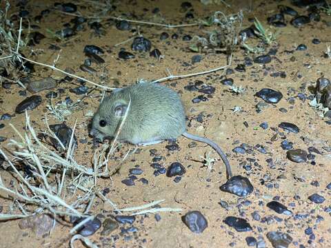 Image of Plains Mouse