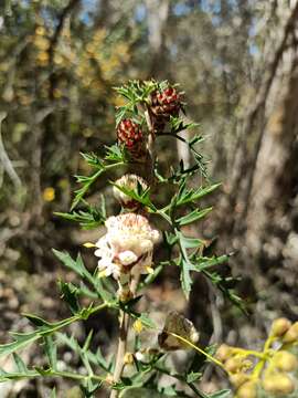 Image of Petrophile diversifolia R. Br.