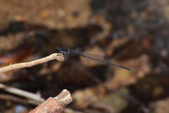 Image of Prodasineura autumnalis (Fraser 1922)