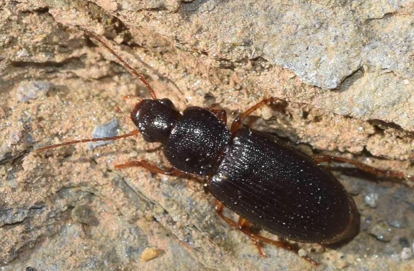 Image de Ophonus (Ophonus) ardosiacus (Lutshnik 1922)